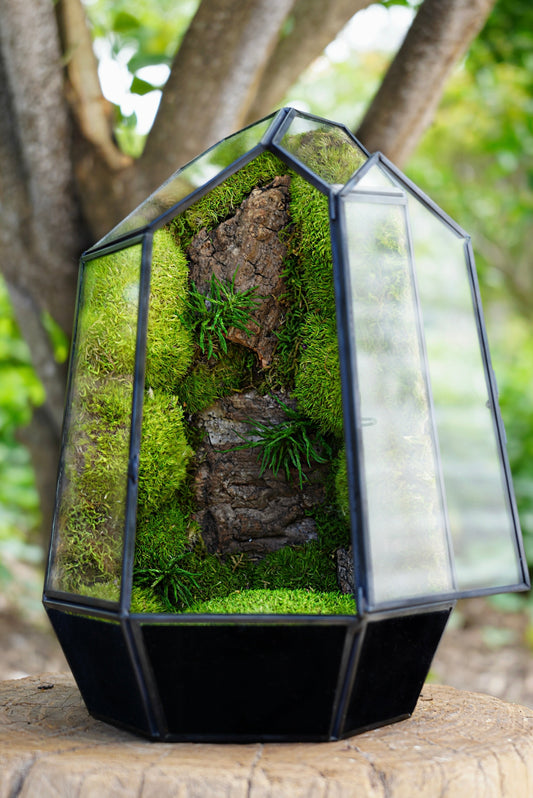 Terrariums: A Miniature World of Calm and Balance